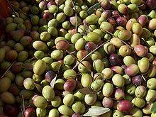 olive per passaggio alla spremitura per l'extravergine