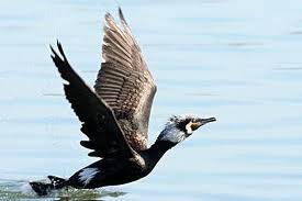 Troppi cormorani in Polesine causano danni a piscicoltura