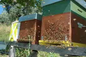 In Friuli risorse apicoltura