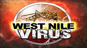 che trasmette il virus West Nile