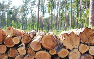 commercio-illegale-legname-ue-e-fao-gia-combattono